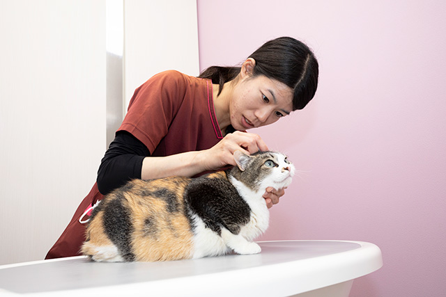 狩野動物病院 獣医師　加治奈緒子（かじなおこ）