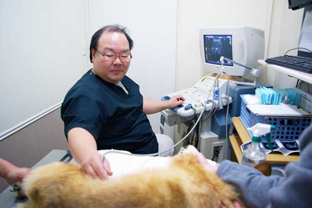 狩野動物病院 画像検査技師　岩吉勇（いわよし　いさむ）